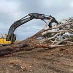Tree Removal by VWD Group