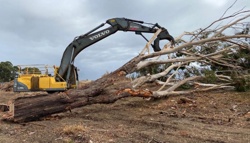 Tree Removal by VWD Group