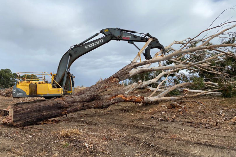 Tree Removal by VWD Group