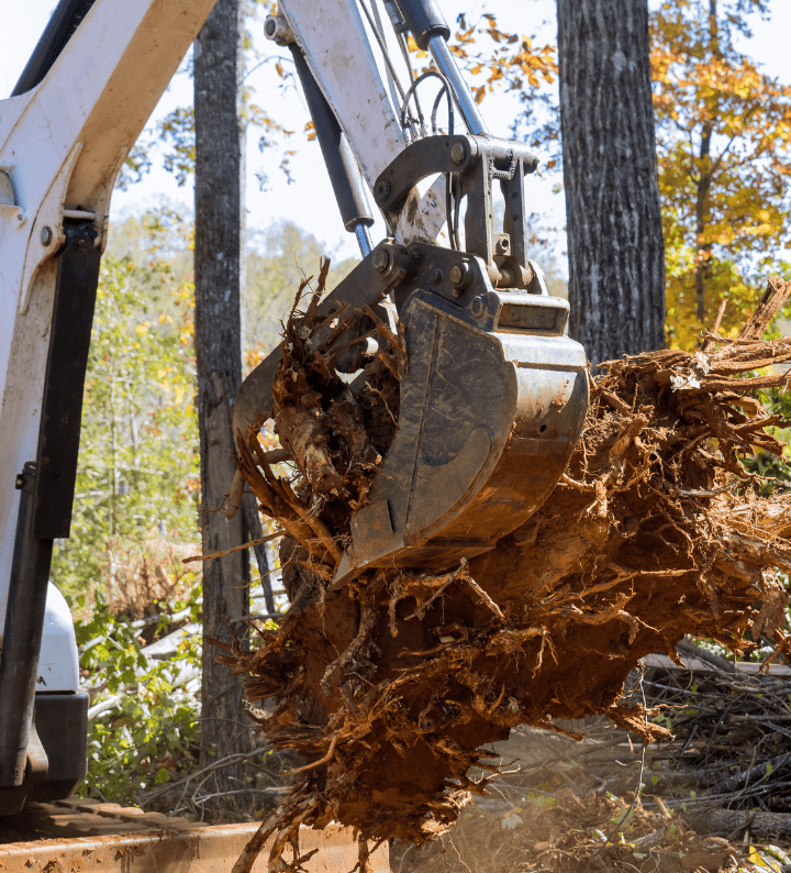 Tree removal in Melbourne carried out by VWD Group